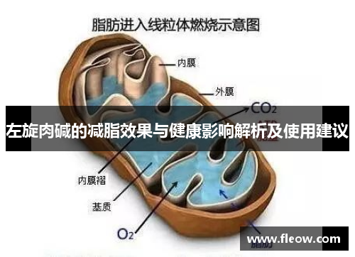 左旋肉碱的减脂效果与健康影响解析及使用建议