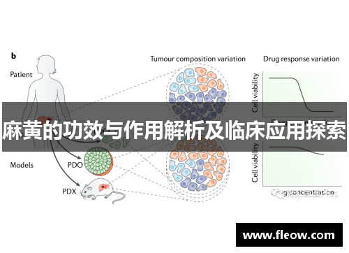 麻黄的功效与作用解析及临床应用探索